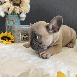 Boston Terrier and French Bulldog Puppies from Findley’s Furbabies
