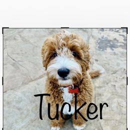 Tucker - Goldendoodle