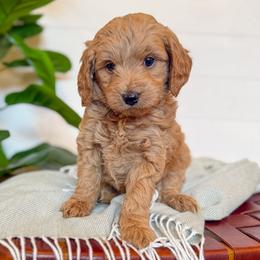 Story - Apricot female Goldendoodle puppy in Jackson, Tennessee from Doodlebug Farms