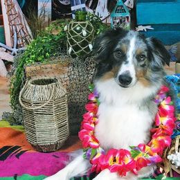 Aussiedoodles, Miniature American Shepherds, and Toy Australian Shepherds from Nelson's Aussies and Aussiedoodles