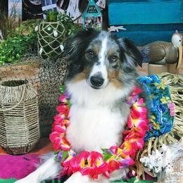 Aussiedoodles, Miniature American Shepherds, and Toy Australian Shepherds from Nelson's Aussies and Aussiedoodles