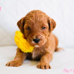 Eleven - Caramel red female Australian Labradoodle puppy in Diamond Bar, California from Furrytaildoodles