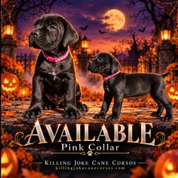 Aurelia (Pink Collar) - Black female Cane Corso puppy in Stilwell, Oklahoma from Killing Joke Kennels