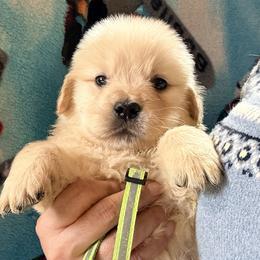 Neon Green Collar Girl - Golden female Golden Retriever puppy in Garrison, Montana from Mattiaci Goldens