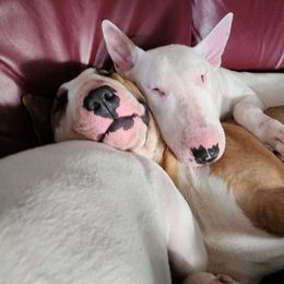 Lita - White Bull Terrier puppy in Columbus, Ohio from Virtue Bull Terriers