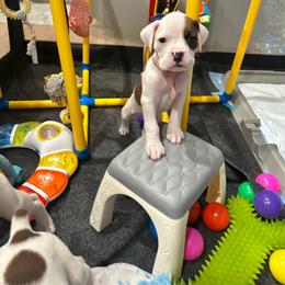 Ren - Girl 2 - light pink heart over left eye - White female Boxer puppy in Nashville, Tennessee from Best Friends over 20+ years experience
