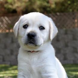 Labrador Retrievers from Labradors of the Valley