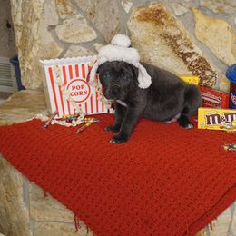 Cane Corso Puppies from Smokehouse Cane Corso
