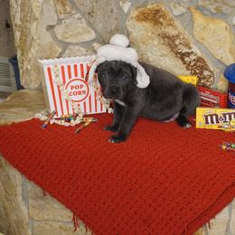 Cane Corso Puppies from Smokehouse Cane Corso