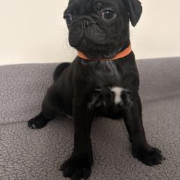 Pug Puppies from Double Dutch Pug Co.