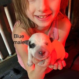 Blue collar - Blue speckled male Australian Cattle Dog puppy in Saint Albans, Maine from Australian Cattle Cuties and littles
