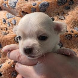 Rose - Cream and white female Chihuahua puppy in Jacksonville, Florida from Precious Paws of Florida - Chihuahuas
