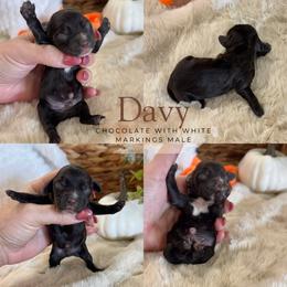 Davy - Brown and white male Cockapoo puppy in Lafayette, Louisiana from Kinkade Kennels