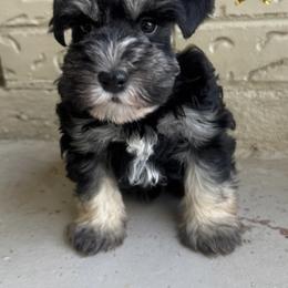 Elphie - Black and silver female Miniature Schnauzer puppy in Edinburg, Texas from Forever Schnauzers