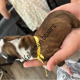 Boxer Puppies from Amy's Boxers