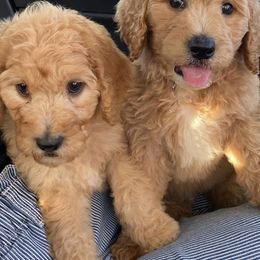 Goldendoodles from Allthepoodle