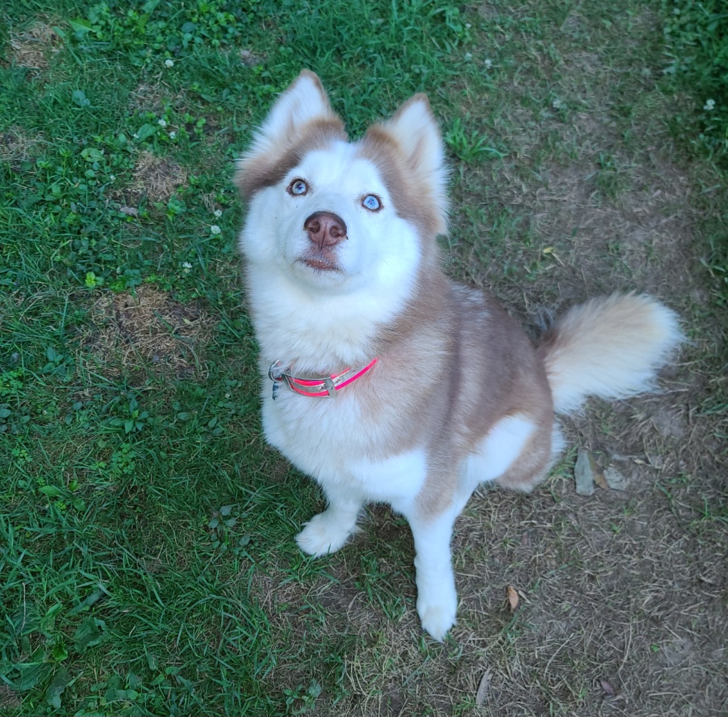 Evie - Siberian Husky