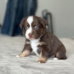 Astra - Red tri-color female Miniature American Shepherd puppy in Greenwood, Indiana from Barnaby’s Barn Dog’s