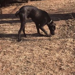 Great Danes from Hagerman Danes
