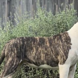 American Staffordshire Terriers from Intermountain American Staffordshire Terriers