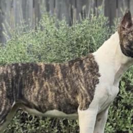 American Staffordshire Terriers from Intermountain American Staffordshire Terriers
