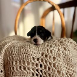 Gray Male - Black and tan male Pembroke Welsh Corgi puppy in La Porte City, Iowa from Cedar River Corgis