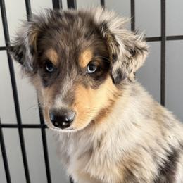 Brown - Blue merle male Toy Australian Shepherd puppy in Cedar Creek, Texas from Rowdy Ranch Tx