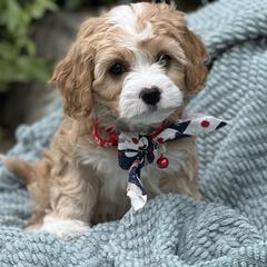 Cavachon puppies from Cavachon Love Chocolate Cavaliers, Cavaliers, Cavachon’s, Cavapoos