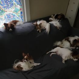 Papillons from Loving Hands