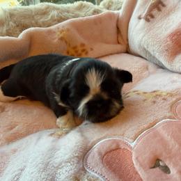 Princess - Black and white female Shih Tzu puppy in Kent, Washington from Exclusively Shih Tzu's LLC
