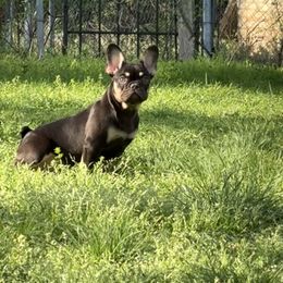 Girl 2 - Purple - Black and tan French Bulldog puppy in Texas from Old Frenchie Air Corp
