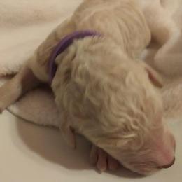 Poodle Puppies from Barbi's Standards