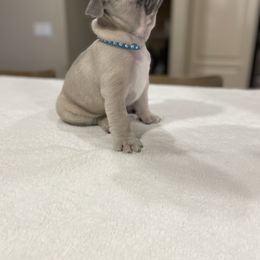 French Bulldog Puppies from Fabi's French Bulldogs