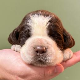 Blanton's - Liver and white female English Springer Spaniel puppy in Hawesville, Kentucky from Bristol’s Southern English Springer Spaniels
