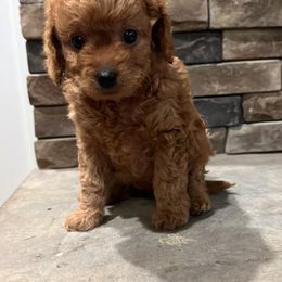 Boxer and Cavapoo Puppies from Acadian Kennels