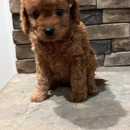 Boxer and Cavapoo Puppies from Acadian Kennels
