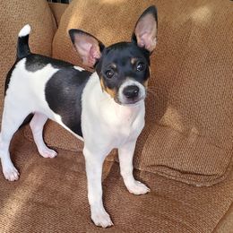 Rat Terrier All Grown Up from So Co Rat Terriers