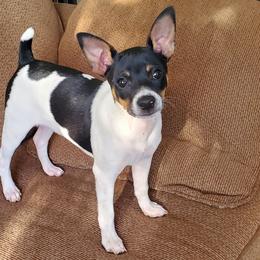 Rat Terrier All Grown Up from So Co Rat Terriers