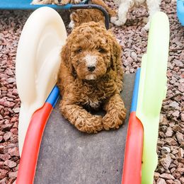 Double Doodle, Labradoodle, and Sheepadoodle Puppies from Mule Mountain Doodles