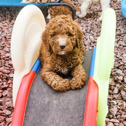 Double Doodle, Labradoodle, and Sheepadoodle Puppies from Mule Mountain Doodles