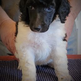 Poodle Puppies from Chapel Hill Poodles