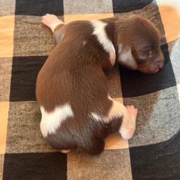 Stella - Chocolate and tan female Dachshund puppy in Corbin, Kentucky from Doxie Dapples