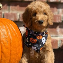 Maggie -Red collar female - Red  female Goldendoodle puppy in Yuciapa, California from AlltheDoodlez_