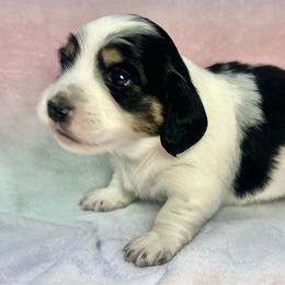 Cha-Cha - Black and cream female Dachshund puppy in Woodburn, Oregon from Primo Dachshunds