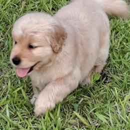 Golden Retrievers from Satori Golden Retrievers