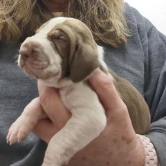 Boy 1 - White and chestnut male Bracco Italiano puppy in Albion, Michigan from Bracco Dynasty