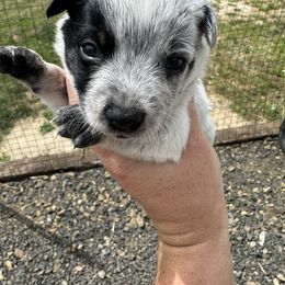 Dark Green Boy - Blue male Australian Cattle Dog puppy in Kamiah, Idaho from Selway Australian Cattle Dogs