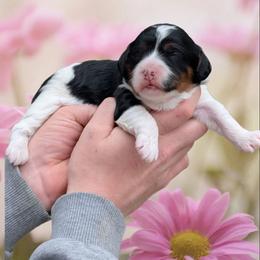 Sophia - Tri-color female Cavapoo puppy in Coshocton, Ohio from Forever Family Puppies