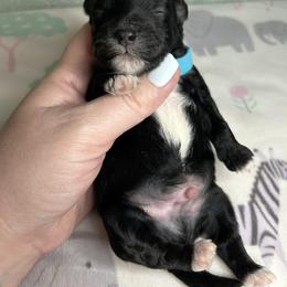 Blue - Black & white male Maltipoo puppy in Clover, South Carolina from Cudi’s Buddies