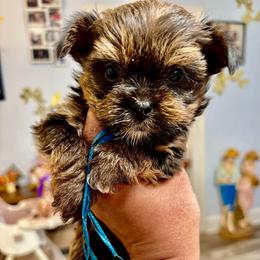 Blue - Black and tan male Shorkie puppy in Albemarle, North Carolina from Wilson Kennel